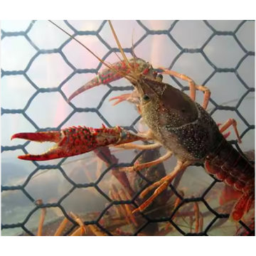 Chicken Hexagonal Wire Netting Wire Mesh